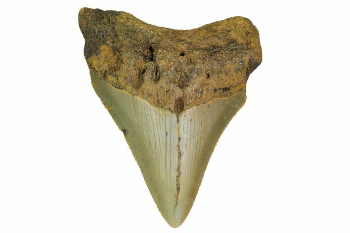 Serrated, Megalodon Tooth - North Carolina #152932